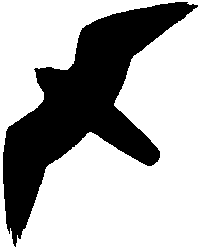 Merlin Silhouette Bird Warning