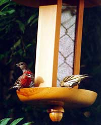 Photo by Marie O'Shaughnessy 