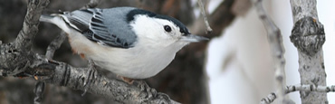 nuthatch