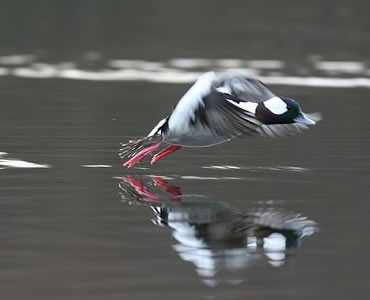 Bufflehead - D. Svenson