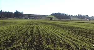 Farmer's Fields off Island View Rd.